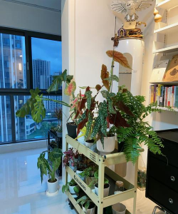 家庭养花用生根粉