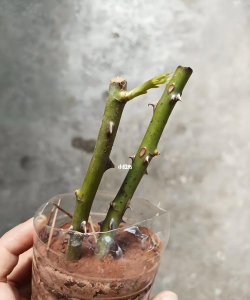 家庭养花用生根粉