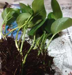 家庭养花用生根粉