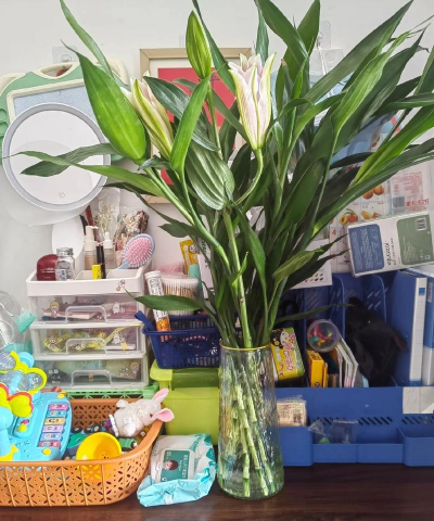 家庭养花用生根粉