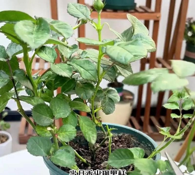 家庭养花用生根粉