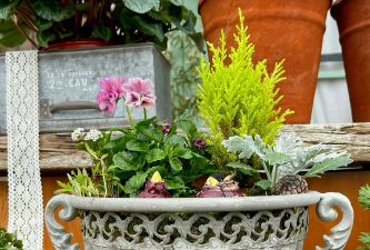 家庭养花用生根粉