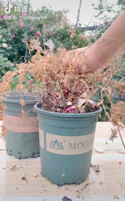 家庭养花用生根粉