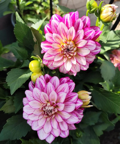 家庭养花用生根粉