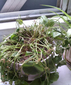 家庭养花用生根粉