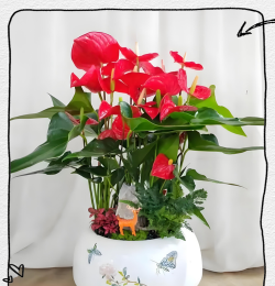 家庭养花用生根粉