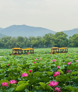 荷花在中国代表什么地方
