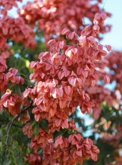 栾树是什么样的树