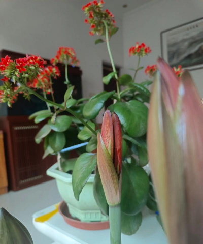 家庭养花用生根粉