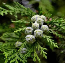 洒金柏果实有什么用