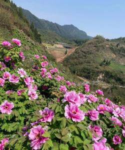 重庆市外适合种什么花