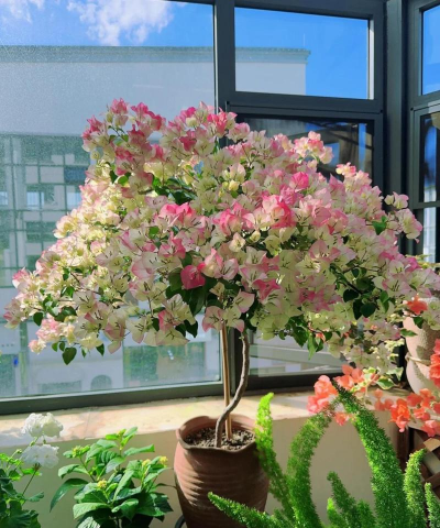 家庭养花用生根粉