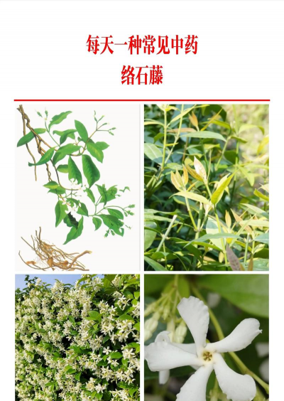 络石花的中药别名是什么