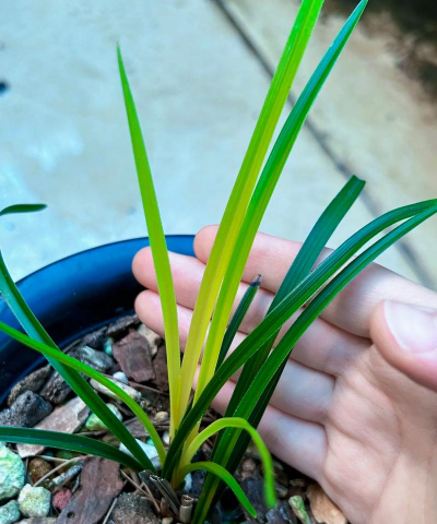 黄青色的兰花叫什么名字