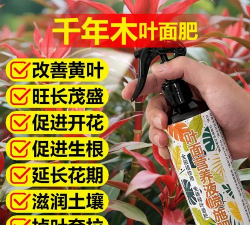 家庭养花用生根粉