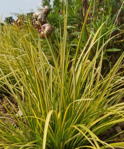 金线蒲适合什么人养