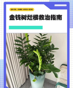 金钱树烂根了怎么处理