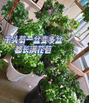 家庭养花用生根粉