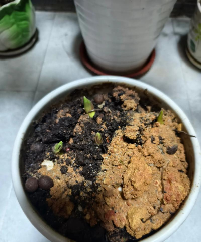 郁金香什么时候下种球