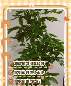 多叶发财树怎么修剪