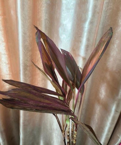 紫竹黄叶子怎么办