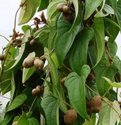 淮山的叶子怎么样