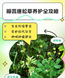 瓣蕊唐松草怎么种