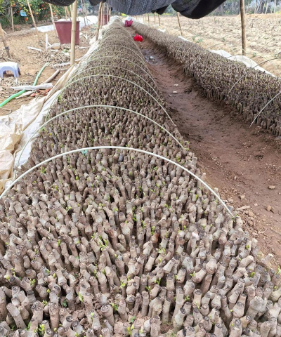 家庭养花用生根粉