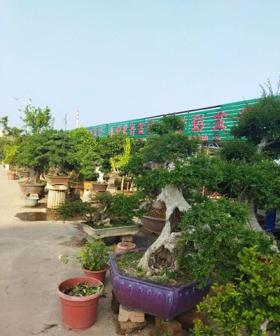 家庭养花用生根粉