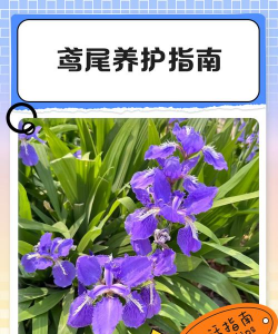 鸢尾鸢尾花苗怎么养