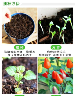 五彩椒种子怎么栽