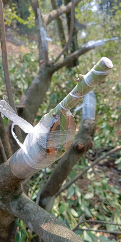 树加接方法及要什么材料