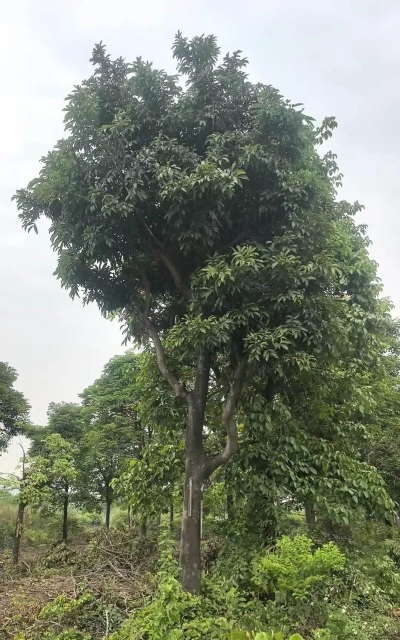 海红豆的树长什么样子