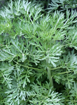 哎草是什么样的呀