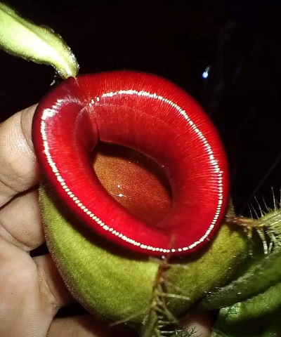 苹果猪笼草是什么颜色的