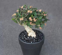 多肉皱叶麒麟什么科属