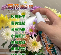 家庭养花用生根粉