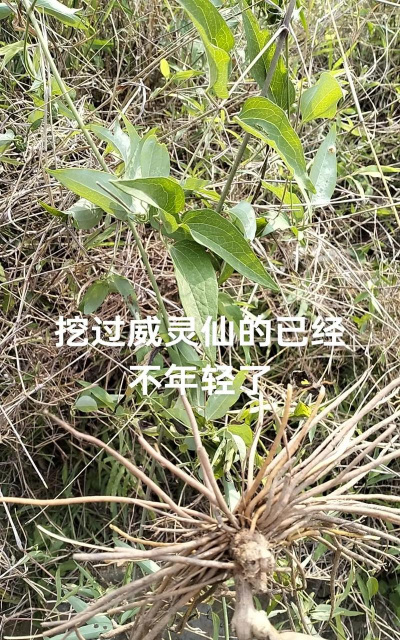 老虎须草又叫什么名字