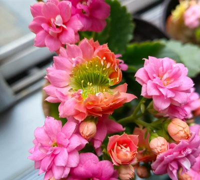 家庭养花用生根粉