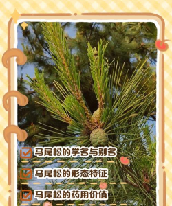 马尾松的花有什么药用