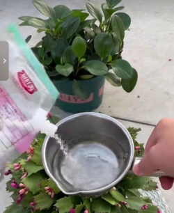 家庭养花用生根粉