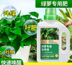 家庭养花用生根粉