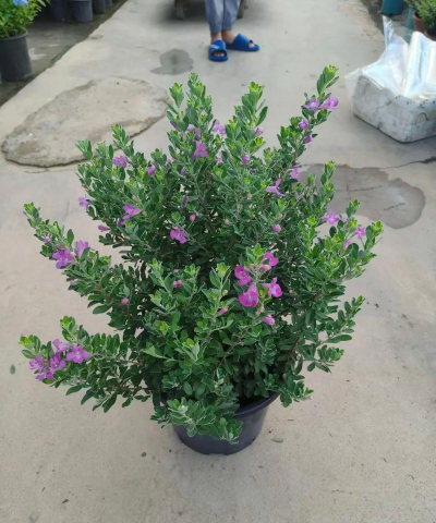 青叶的花有什么品种