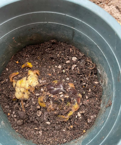 家庭养花用生根粉