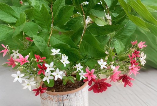 家庭养花用生根粉