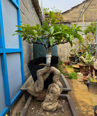 家庭养花用生根粉