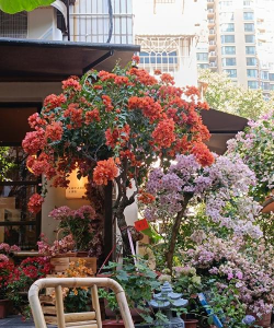 家庭养花用生根粉