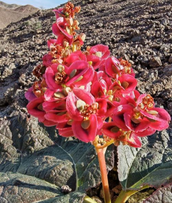 大黄的花是红色那是什么