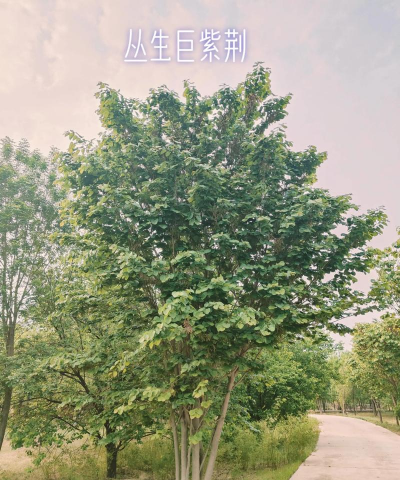 巨紫荆在将来绿化苗木中的地位及真假巨紫荆的区别