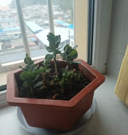 家庭养花用生根粉